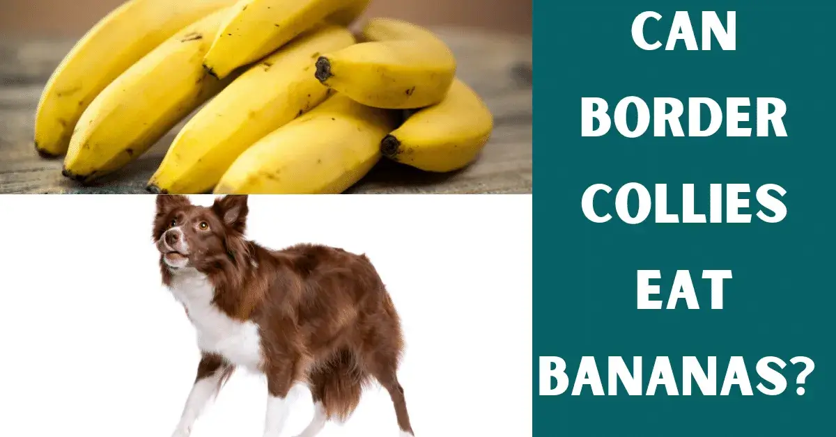 can border collies eat bananas