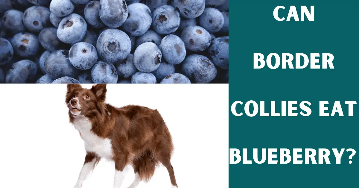 can border collies eat blueberry