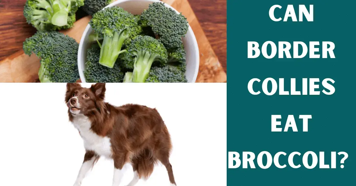 can border collies eat broccoli