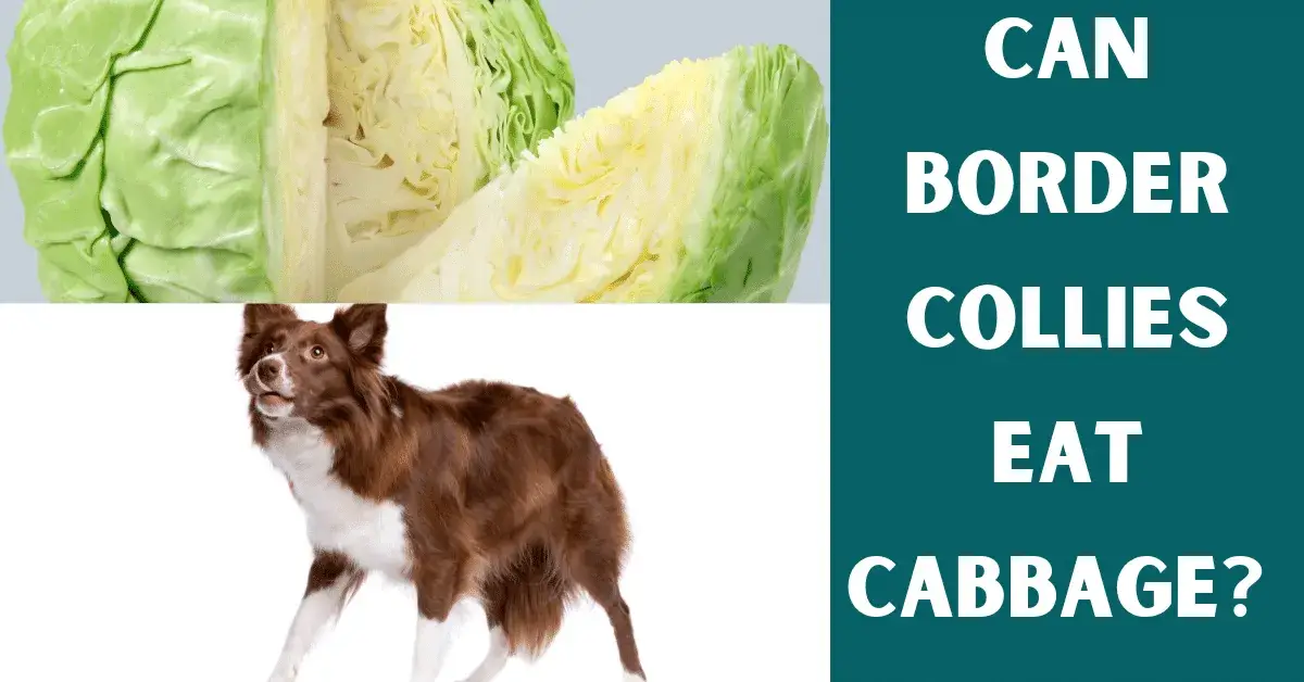 can border collies eat cabbage