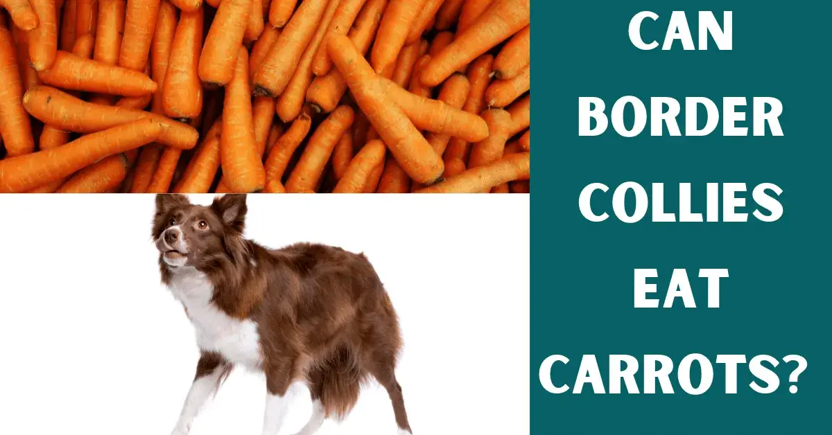 can border collies eat carrots