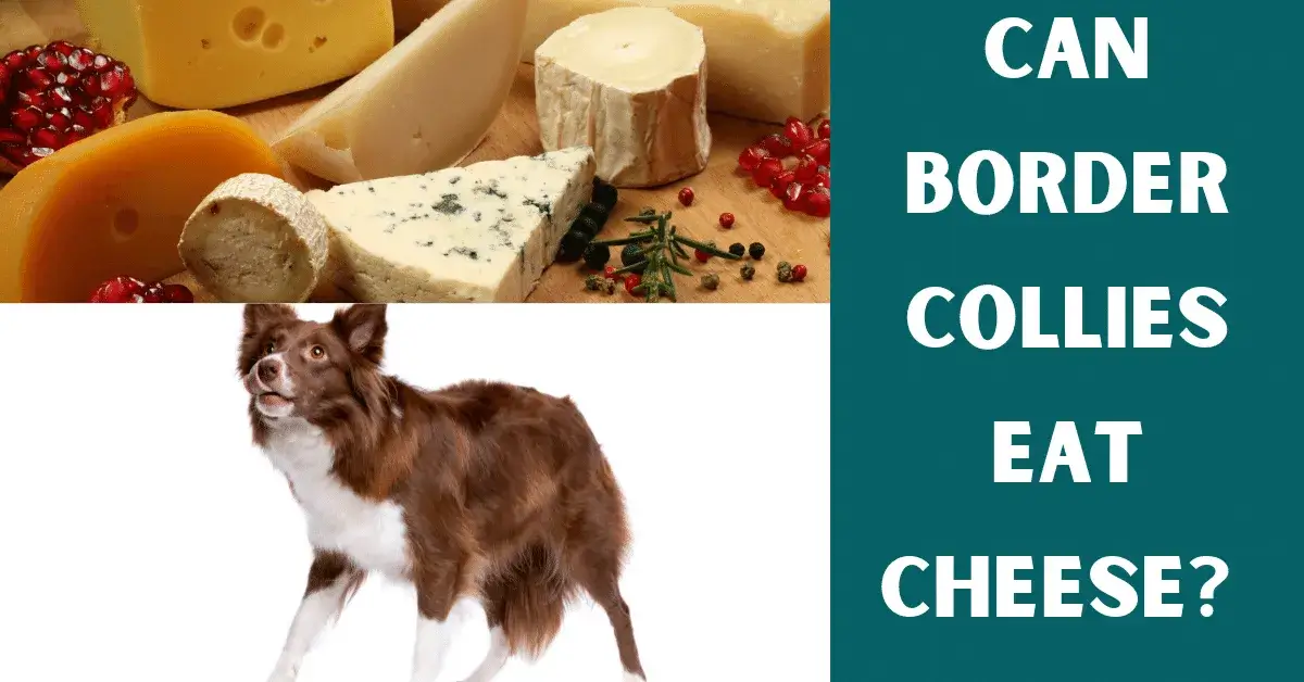 can border collies eat cheese