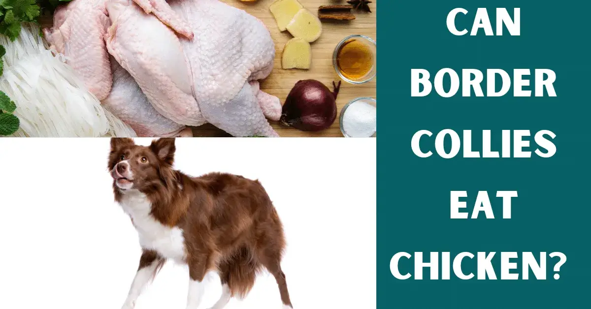 can border collies eat chicken