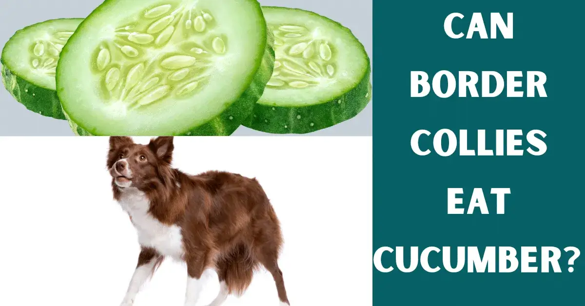 can border collies eat cucumber