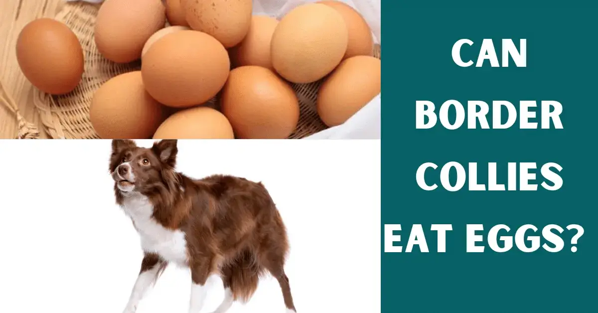 can border collies eat eggs