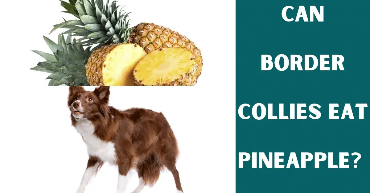 can border collies eat pineapples