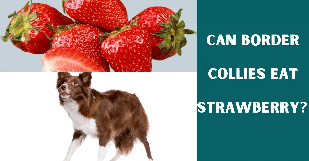 can border collies eat strawberry