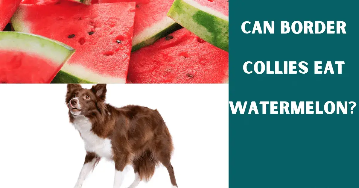 can border collies eat watermelon