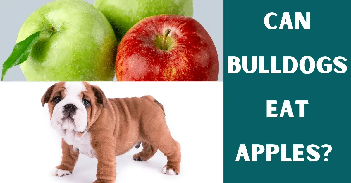 can bulldogs eat apples