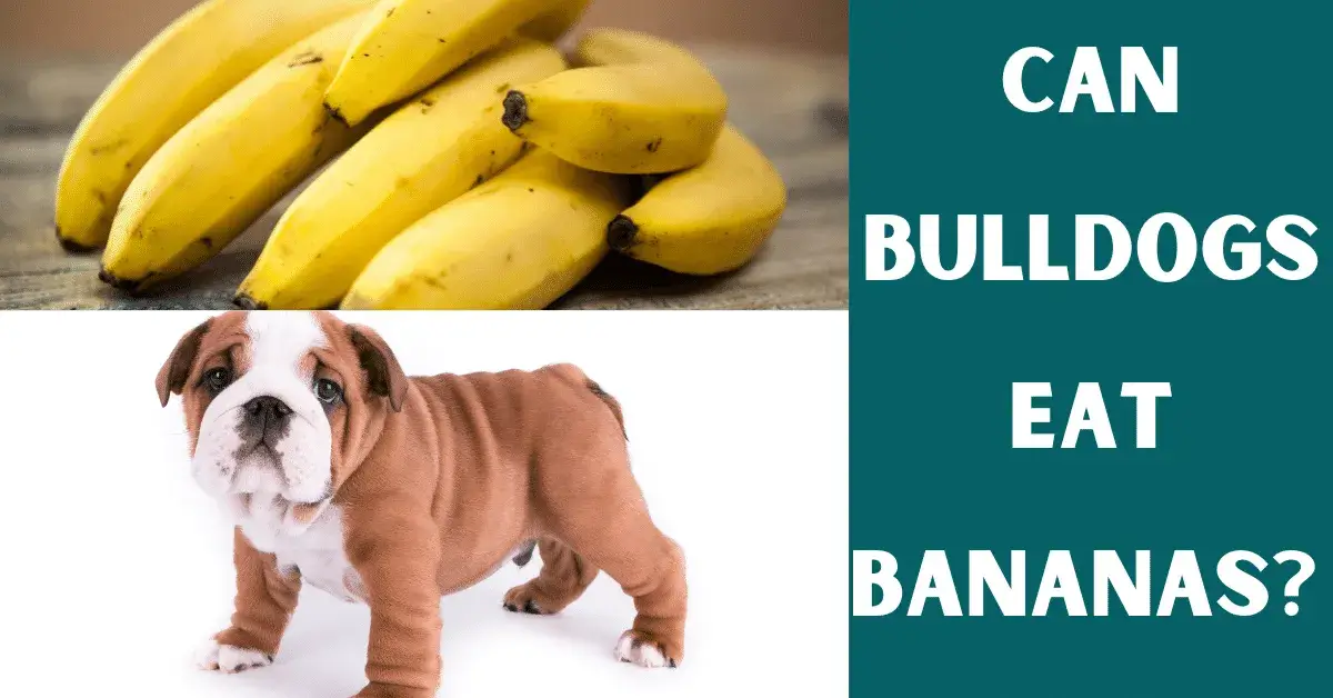 can bulldogs eat bananas