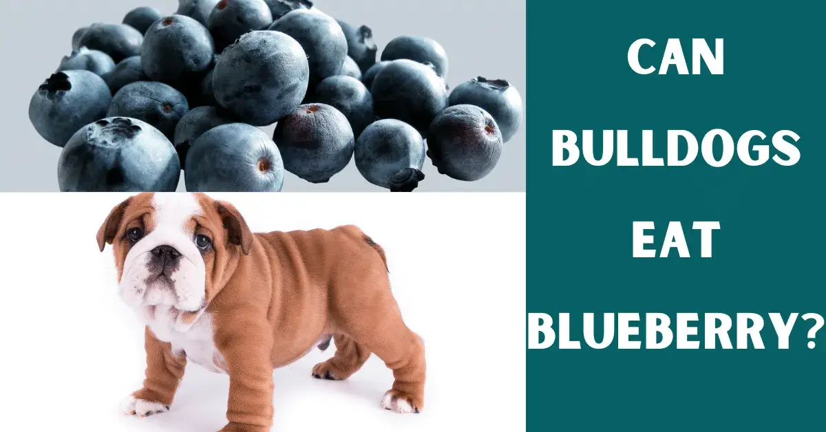 can bulldogs eat blueberry