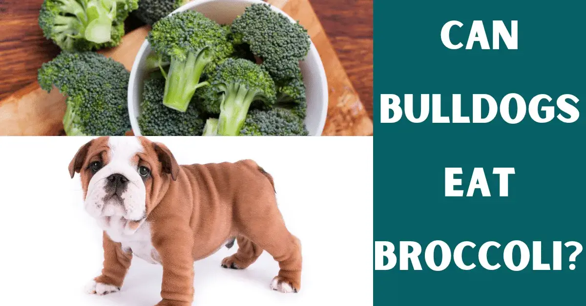 can bulldogs eat broccoli