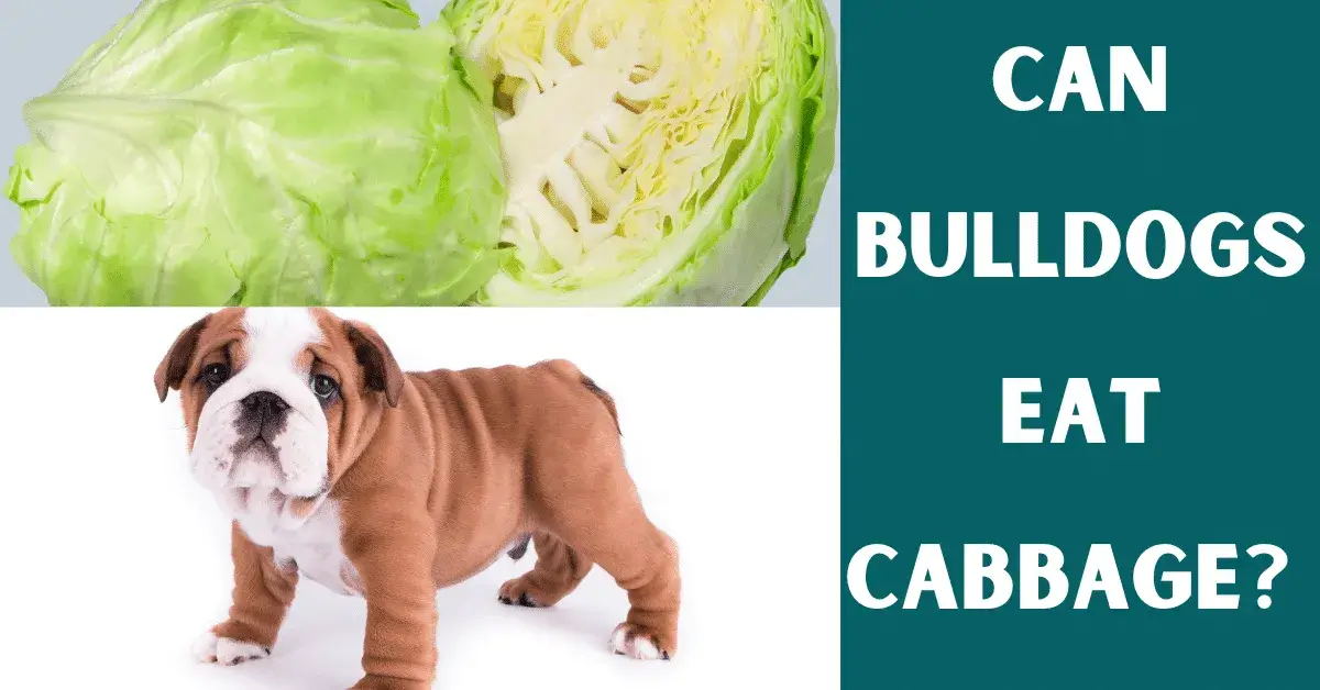 can bulldogs eat cabbage