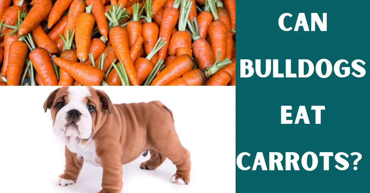 can bulldogs eat carrots