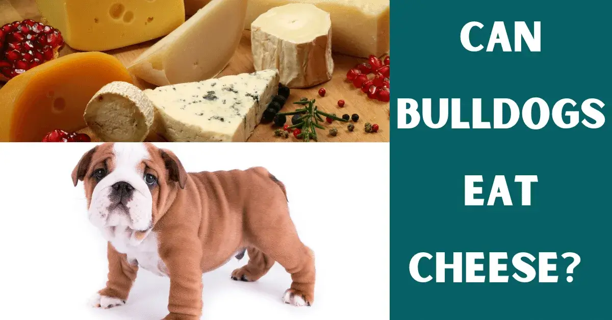 can bulldogs eat cheese