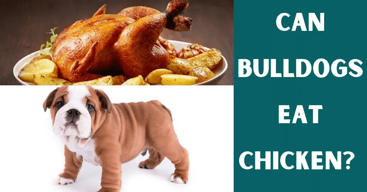 can bulldogs eat chicken