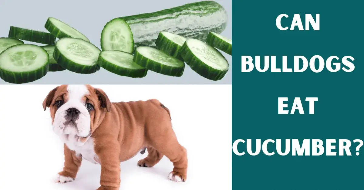 can bulldogs eat cucumber