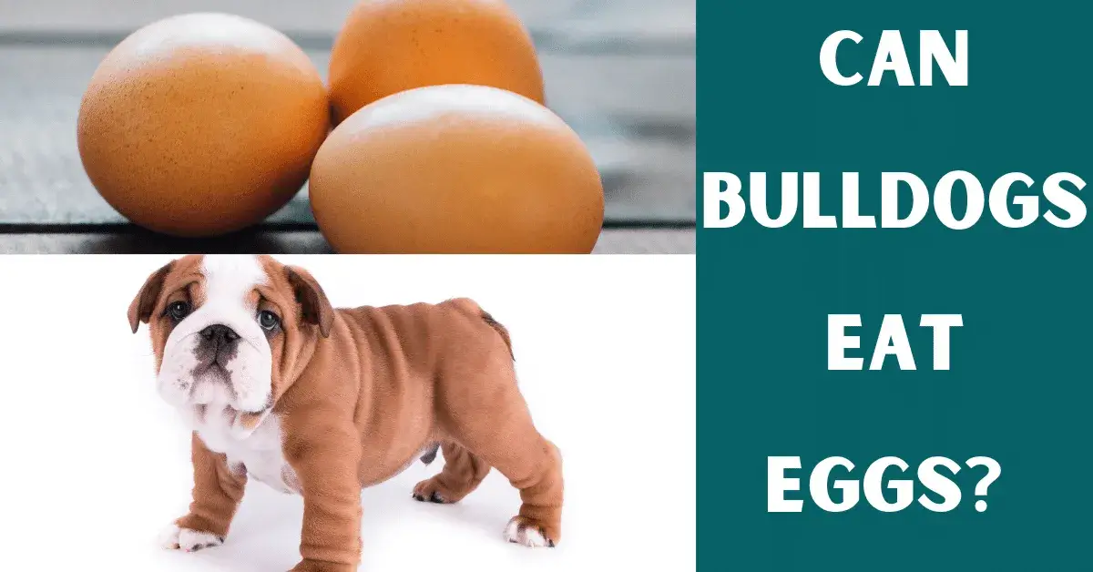 can bulldogs eat eggs