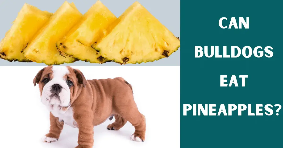 can bulldogs eat pineapples