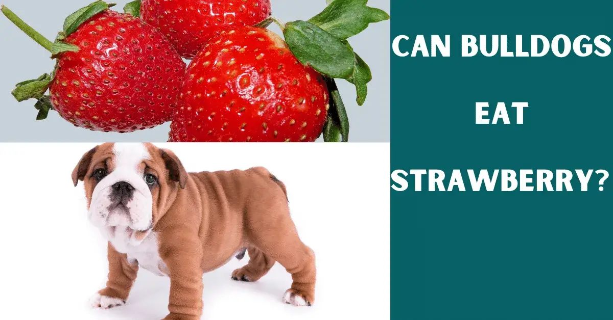 can bulldogs eat strawberry