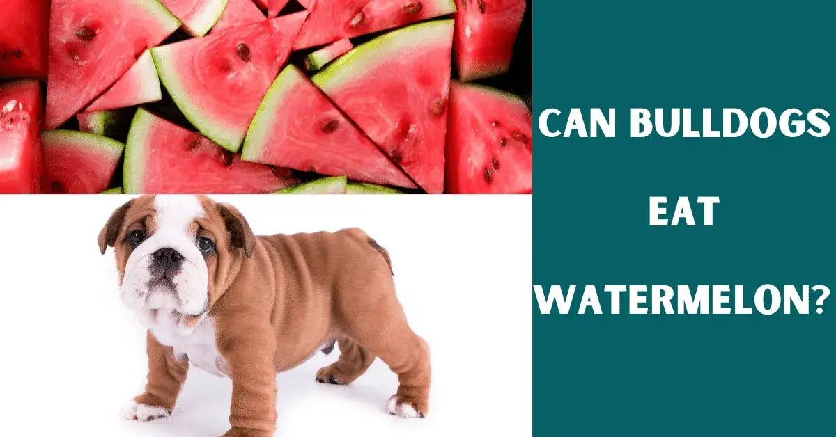 can bulldogs eat watermelon