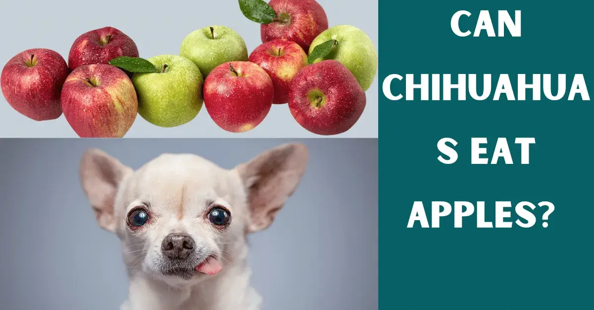 can chihuahuas eat apples