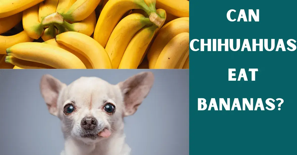 an chihuahuas eat bananas