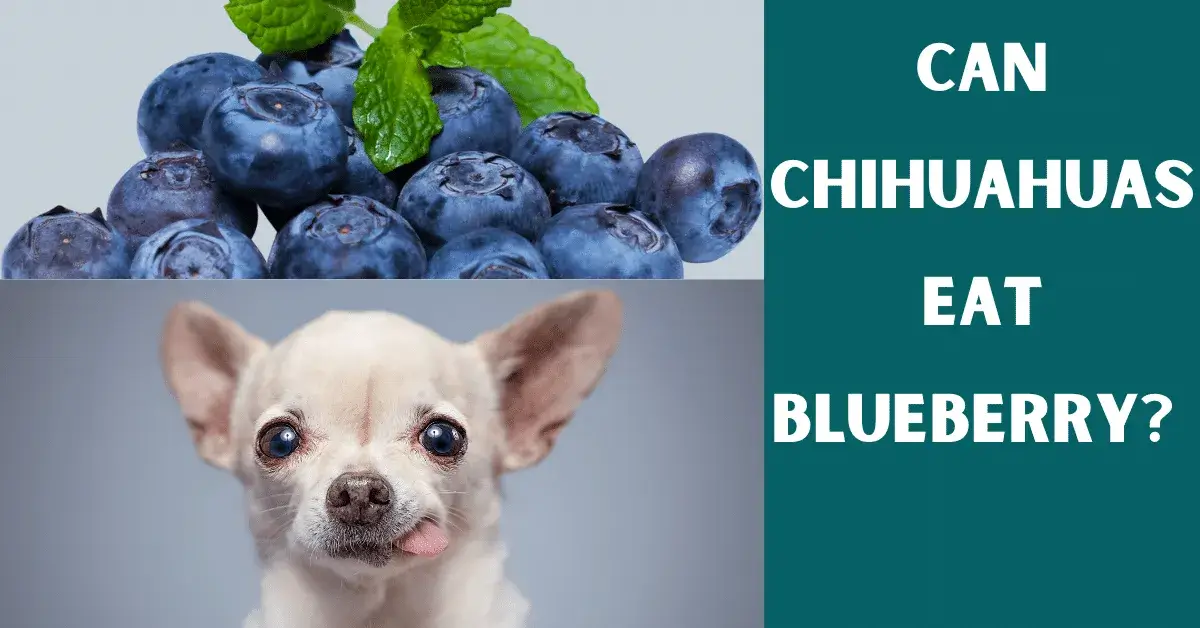 can chihuahuas eat blueberry