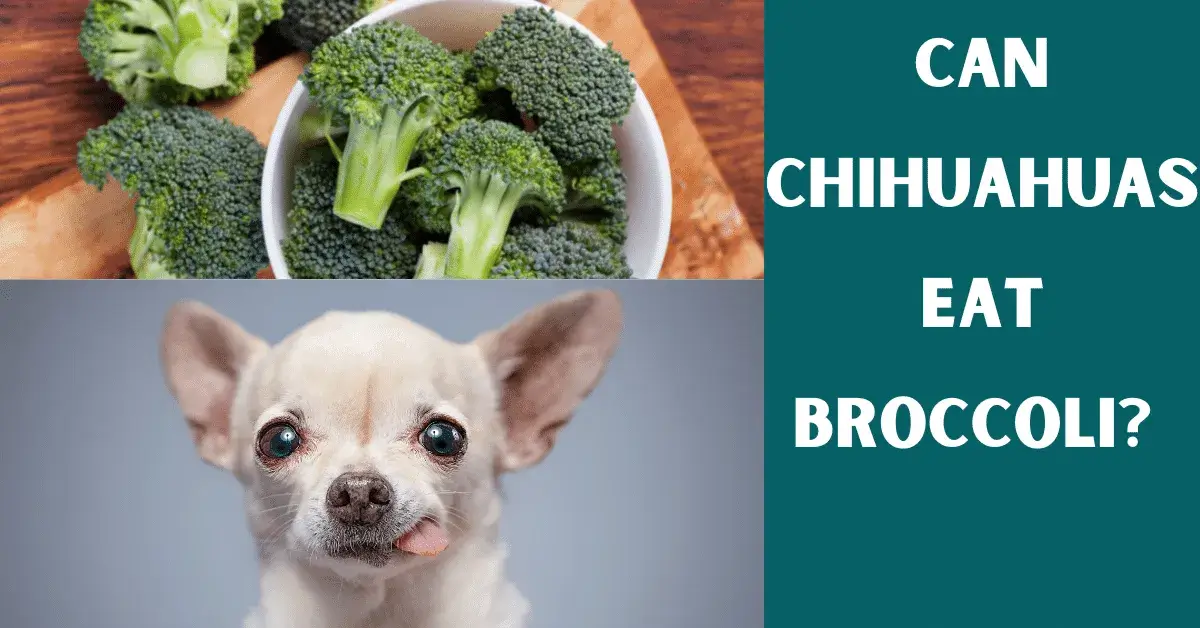 can chihuahuas eat broccoli