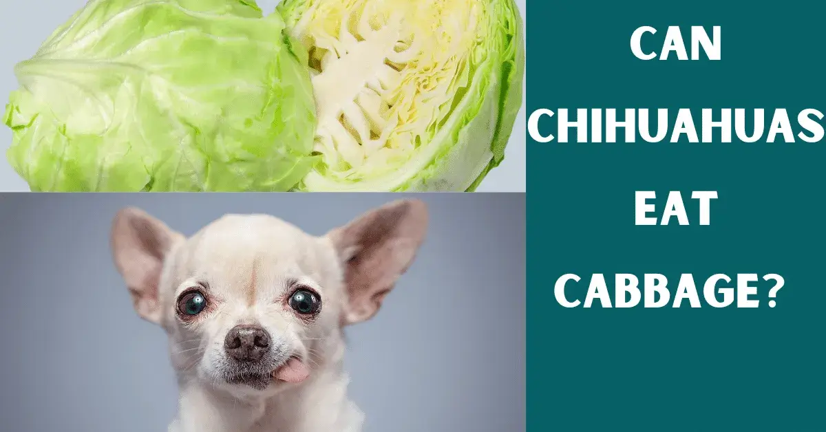 can chihuahuas eat cabbage