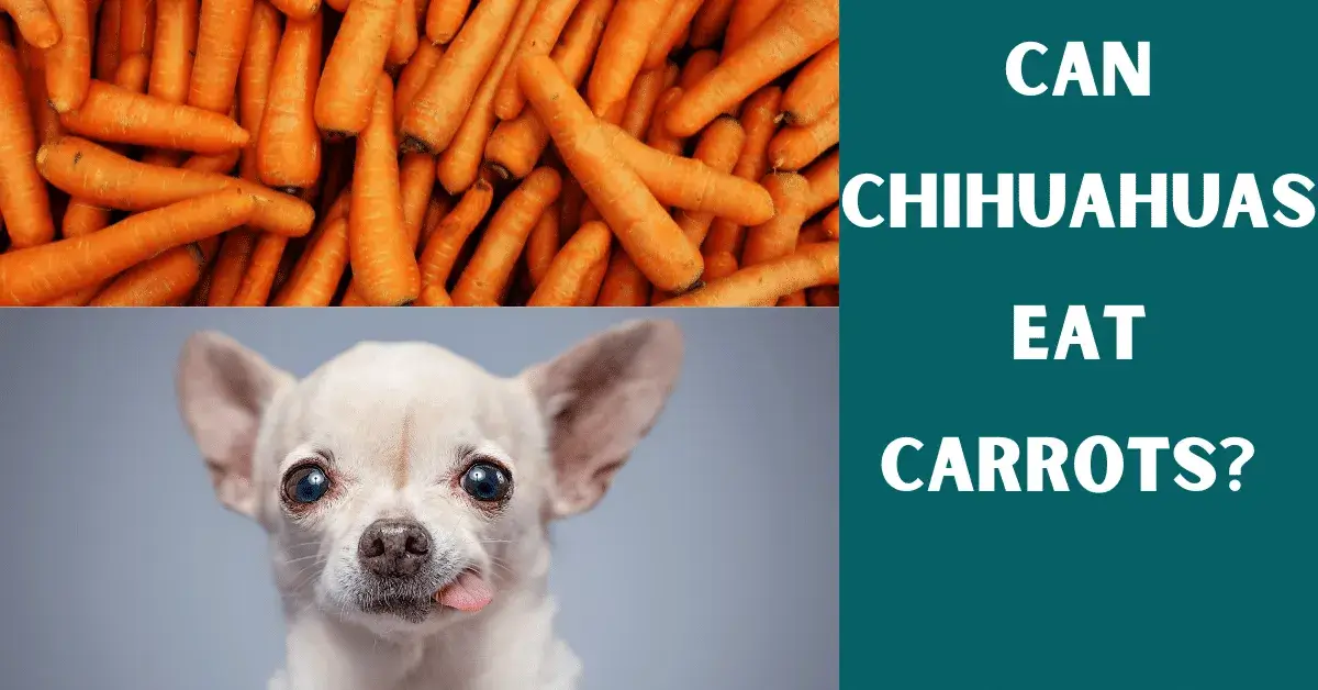 can chihuahuas eat carrots