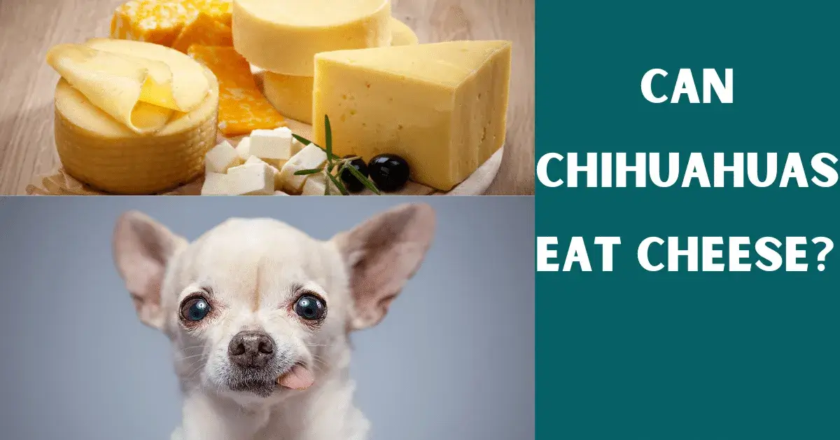 can chihuahuas eat cheese