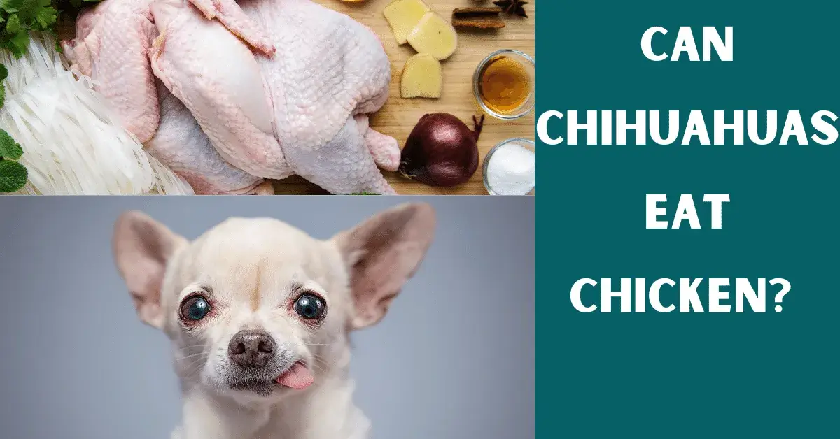 can chihuahuas eat chicken