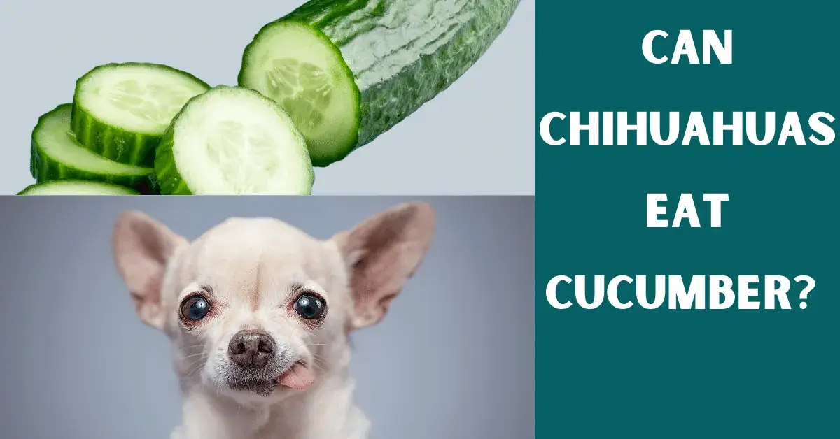 can chihuahuas eat cucumber