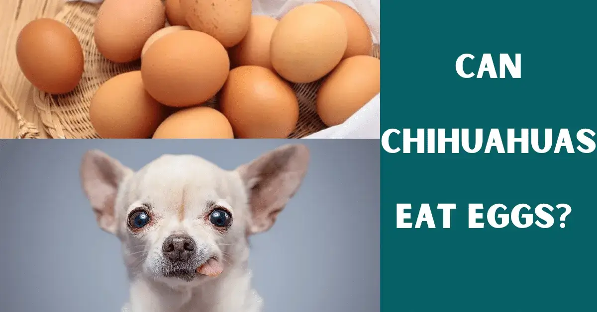 can chihuahuas eat eggs