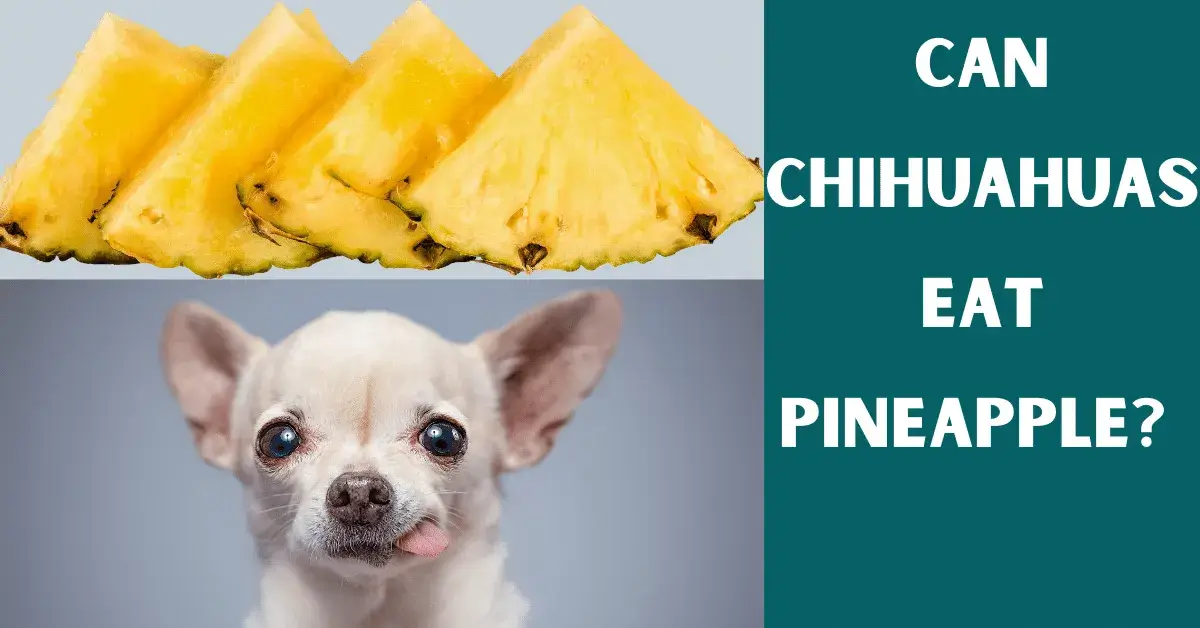 can chihuahuas eat pineapple