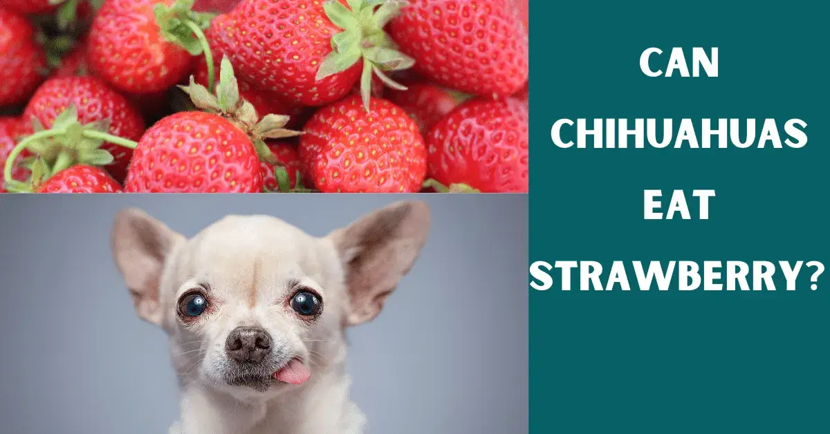 can chihuahuas eat strawberry