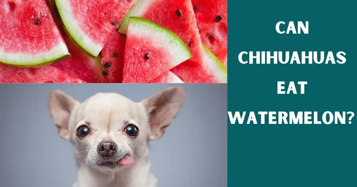 can chihuahuas eat watermelon