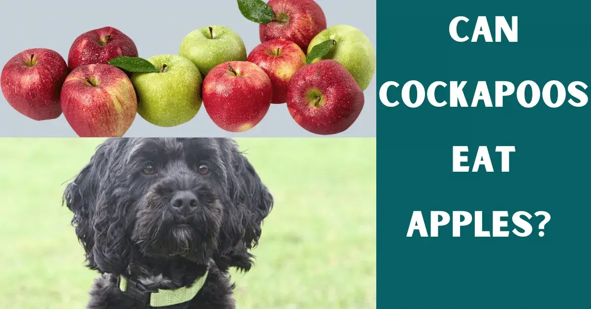 can cockapoos eat apples