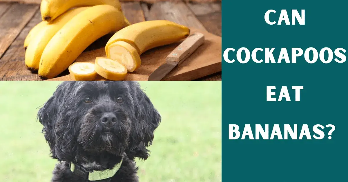 can cockapoos eat bananas