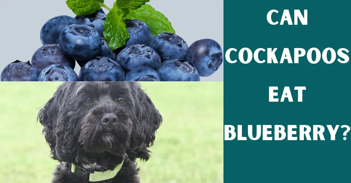 can cockapoos eat blueberry