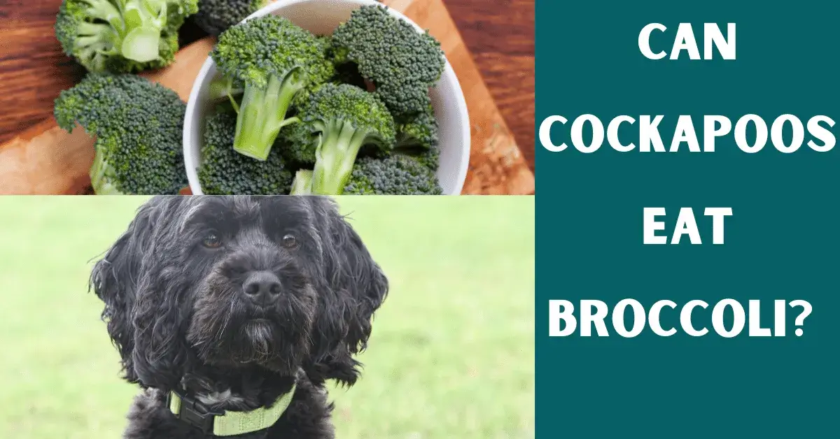 can cockapoos eat broccoli