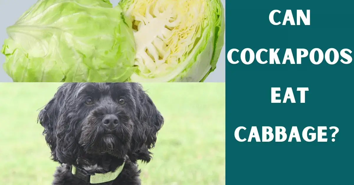 can cockapoos eat cabbage