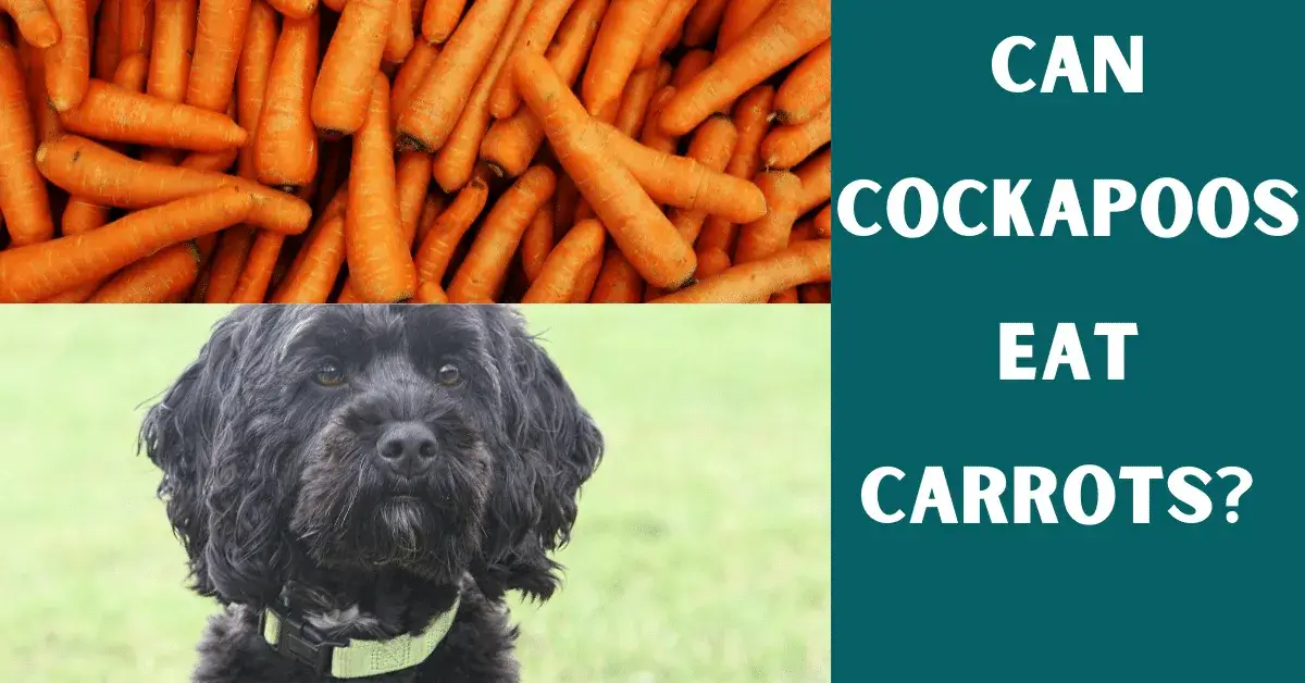 can cockapoos eat carrots