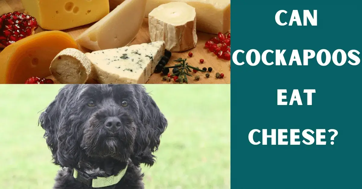 can cockapoos eat cheese