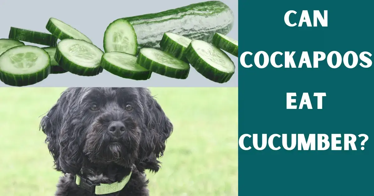 can cockapoos eat cucumber