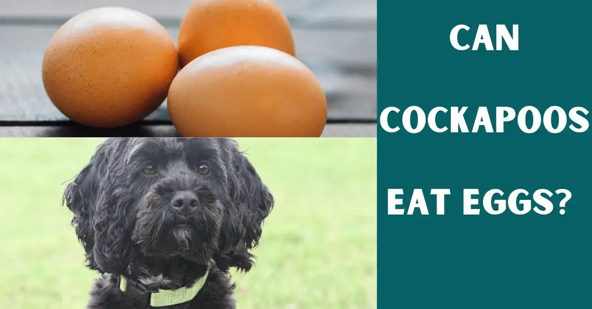 can cockapoos eat eggs