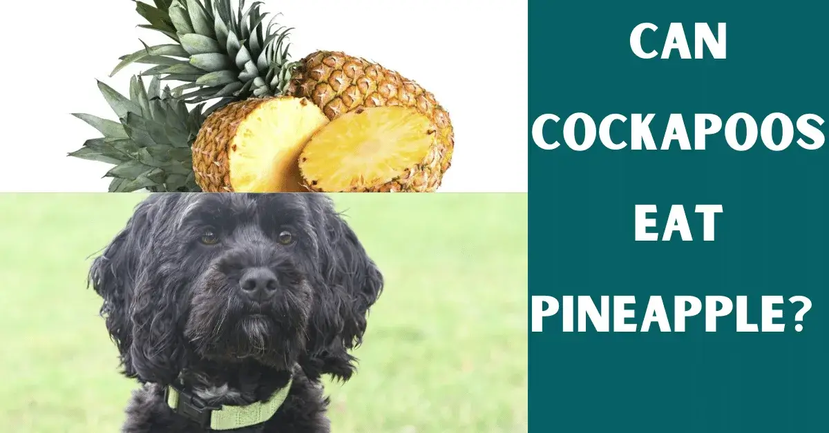 can cockapoos eat pineapple