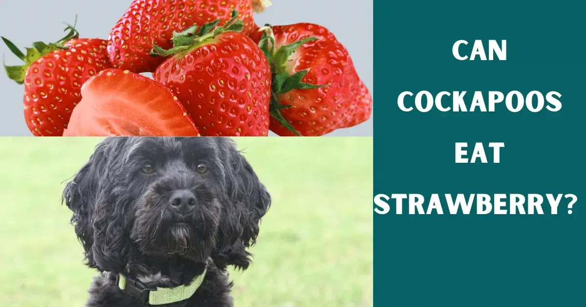 can cockapoos eat strawberry