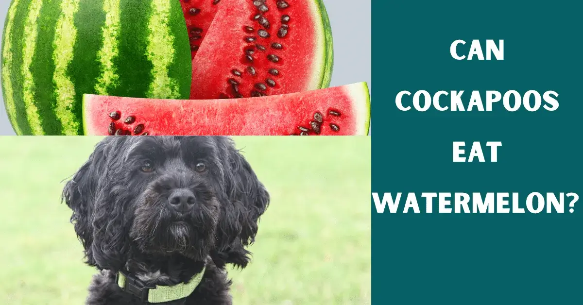 can cockapoos eat watermelon